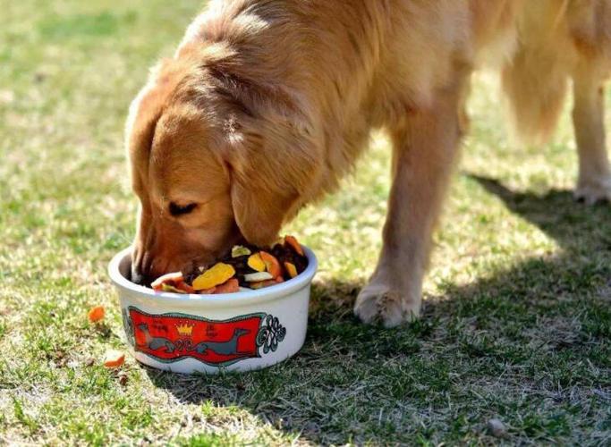 狗狗吃了不该吃的东西怎么办,狗狗吃了不该吃的东西怎么办呢,二个月小狗吃了个大骨头后就不吃饭怎么办？