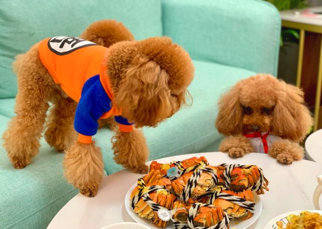 狗狗可以吃螃蟹吗,狗狗可以吃螃蟹吗煮熟的,狗狗能吃螃蟹吗？