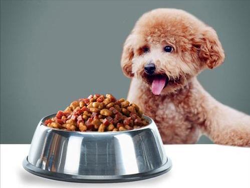 狗狗除了吃狗粮还可以吃什么,狗狗除了吃狗粮还可以吃什么主食,50天泰迪除了吃狗粮还能吃什么？
