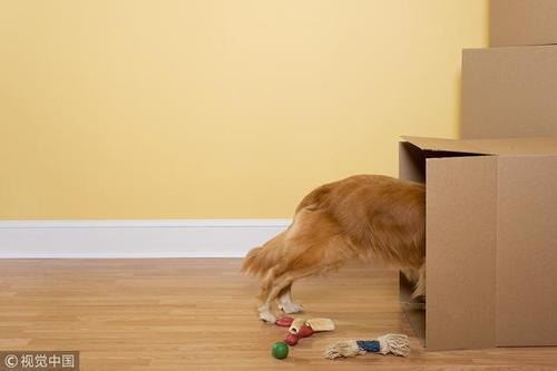 怎么防止狗狗咬家具,怎么防止狗狗咬家具呢,狗狗啃家具狗狗乱咬家具怎么办？