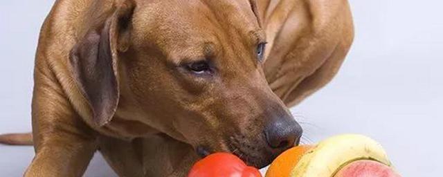 狗狗爱吃什么水果,狗最爱吃的10种水果,土狗可以吃什么水果？