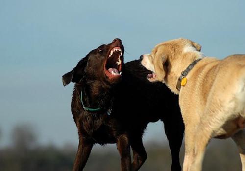 狗狗为什么会打架,狗狗为什么会打架的原因,为什么一只狗会狂追另一只狗？