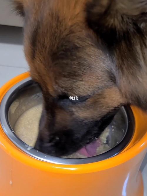 狗狗可以喝小米粥吗,两个月的狗狗可以喝小米粥吗,2个月的德牧能吃小米粥吗？