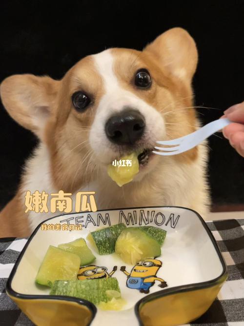 狗狗能吃小米粥吗,狗千万不能吃蒸熟的南瓜,狗狗可以吃稀饭吗？