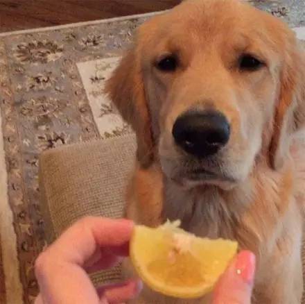 狗狗能吃柠檬吗,狗狗能吃柠檬吗有毒吗,狗吃了柠檬怎么办一夜都在吐？