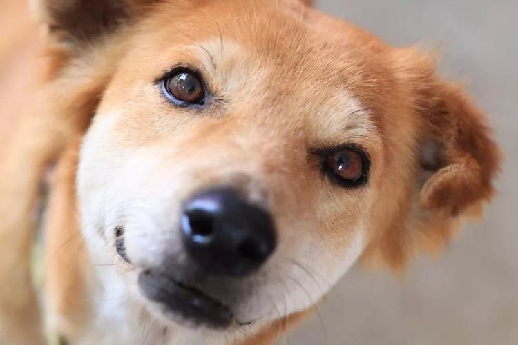怎么看懂狗狗的眼神,怎么看懂狗狗的眼神表情,狗的眼睛为什么那么亮？