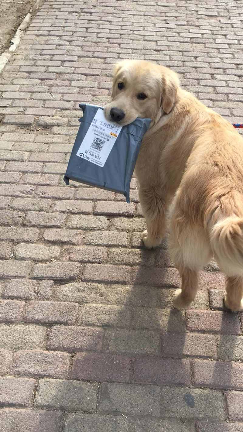 狗狗可以寄快递吗,宠物狗狗可以寄快递吗,狗能寄吗？