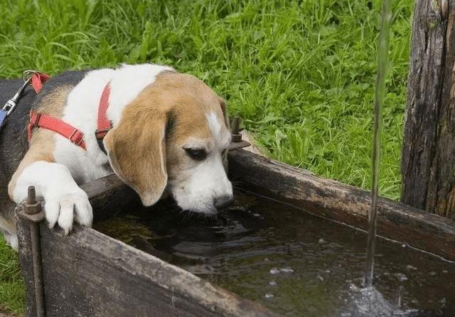 狗狗脱水是什么意思,狗狗脱水是什么意思啊,幼犬脱水严重应该喂点什么？