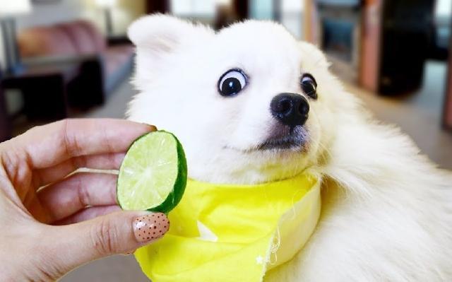 狗狗可以吃柠檬吗,狗狗可以吃柠檬吗有毒吗,泰迪可以吃什么水果？