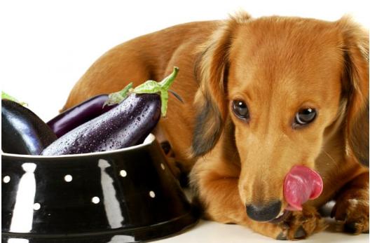 狗狗可以吃茄子吗,狗狗可以吃茄子吗熟的,幼犬能吃茄子吗？