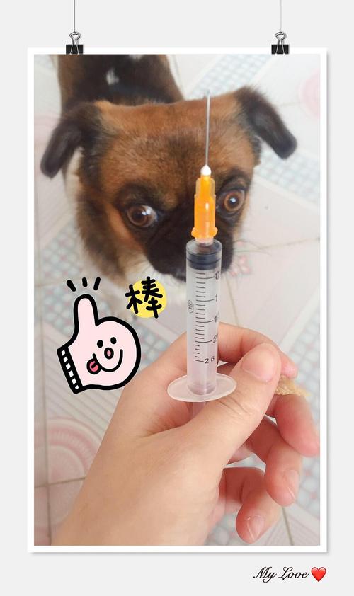 狗狗打完疫苗没精神,狗狗打完疫苗没精神怎么回事,给狗打了狂犬疫苗后为什么它会开始精神不振？是正常现象吗？