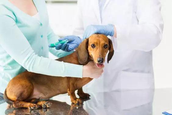 狗狗打了疫苗有什么反应,狗狗打了疫苗有什么反应症状,狗狗打了疫苗针不舒服正常吗？