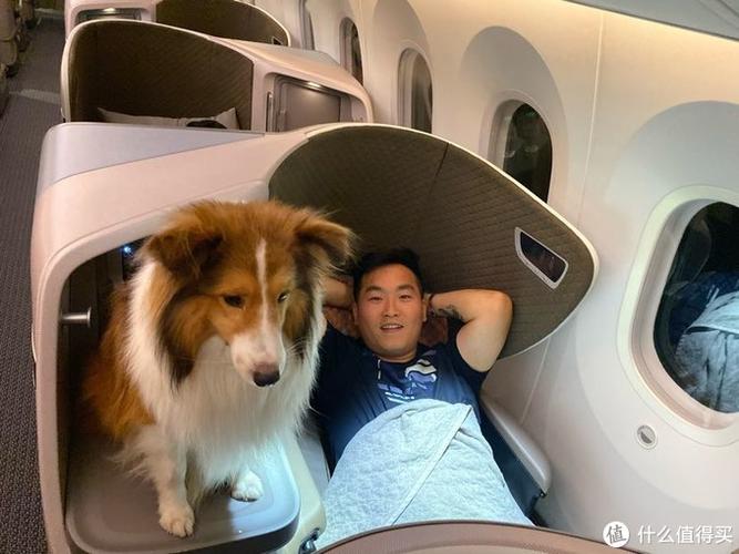 狗狗能上飞机吗,狗狗能上飞机吗多少钱,飞机上能带狗狗吗？