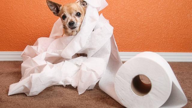 狗狗为什么喜欢吃纸巾,狗狗为什么喜欢吃纸巾怎么办,狗狗为什么吃卫生纸？