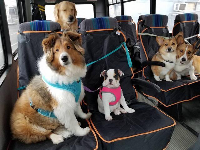狗狗可以坐大巴吗,狗狗可以坐大巴吗 有背包,二十斤的狗能坐班车吗？