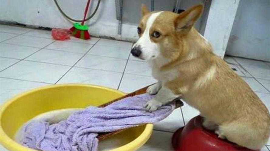 狗狗误食洗衣粉怎么办,狗狗误食洗衣粉怎么办啊,宠物狗狗爱喝洗衣粉水，是什么原因啊？