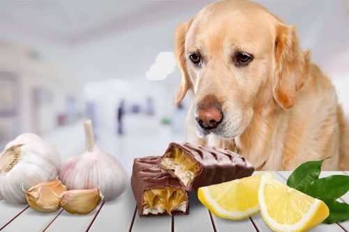 狗狗能不能吃橘子,狗狗能不能吃橘子?,法斗能吃橘子吗？