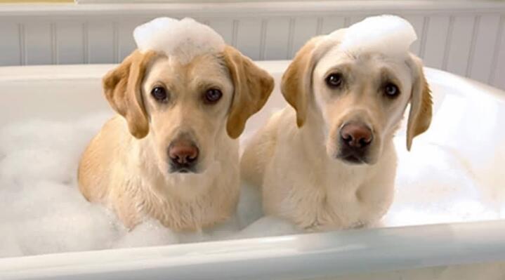 狗狗洗了澡为什么还那么臭,狗狗洗了澡为什么还那么臭啊,给狗狗洗完澡后，狗身上会发出一股生腥味，请问怎么去？