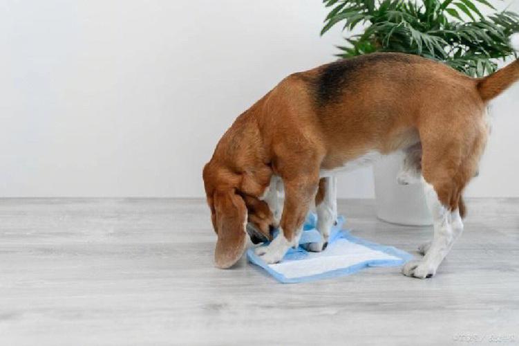 如何让狗狗去固定的地方大小便,怎么训狗狗定点大小便的视频,如何让小狗自觉的去固定的地方上厕所？