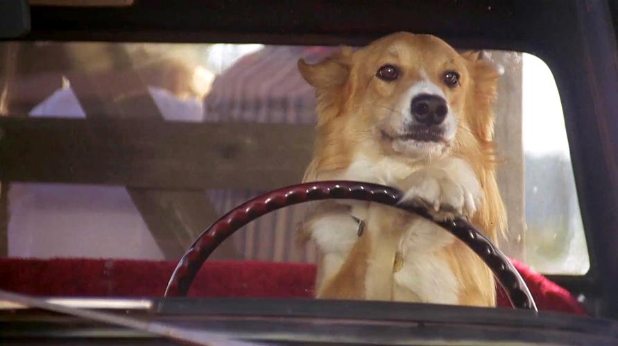 狗狗电影大全感人,狗狗电影大全感人国产,请介绍几个是已人和狗为题材日本感人电影？