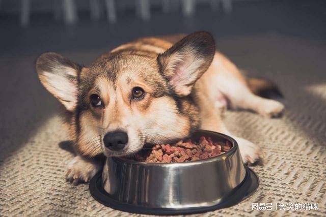 狗狗吃什么食物,狗狗吃什么食物补钙效果最好,狗狗吃什么食物比较好？