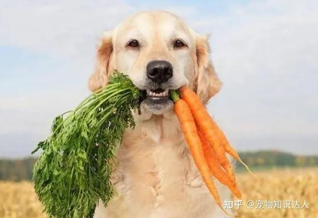 狗狗能吃红萝卜吗,狗狗能吃红萝卜吗生的,3个月小狗狗粮里可以放红萝卜吗？