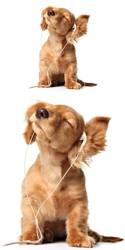 给狗狗听的音乐,给狗狗听的音乐 歪头,逗狗狗适合什么歌曲？