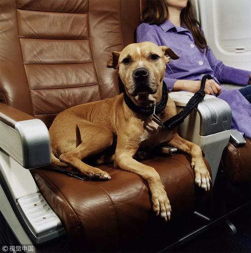 狗狗怎么带上飞机,狗狗怎么带上飞机客舱,带狗狗去坐飞机需要注意什么？