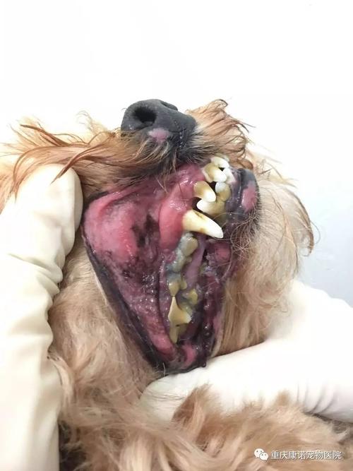 怎么软化狗狗牙结石,怎么软化狗狗牙结石视频,狗狗的牙结石很严重，除了麻醉洗牙还有什么好的办法吗？