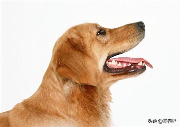 狗狗的呼吸频率,狗狗的呼吸频率多少正常,金毛幼犬呼吸频率是多少？