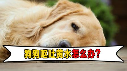 狗狗为什么经常呕吐,狗狗为什么经常呕吐黄水,狗狗呕吐怎么回事？