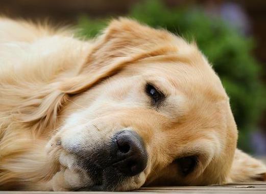 狗狗抽气是什么症状,狗狗像哮喘一样抽气,狗狗没精神没食欲一直趴着肚子一抽一抽的？