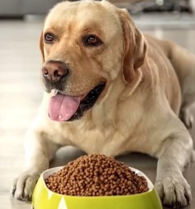 狗狗能吃淀粉吗,狗狗能吃淀粉吗?,狗能吃炒米粉吗？