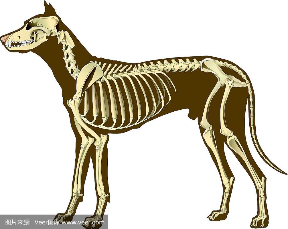 狗狗骨骼结构图,狗狗骨骼结构图高清,为什么小狗后两个腿骨头突出？