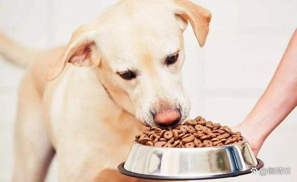 狗狗需要换狗粮吗,一款狗粮吃多久建议更换,狗粮需要换着吃吗,还是长期吃？