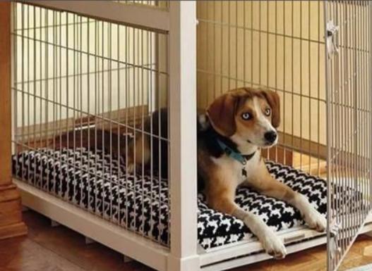 狗狗不进笼子怎么办,狗狗不进笼子怎么办一进就叫,怎么办？狗狗不喜欢呆在笼子里？