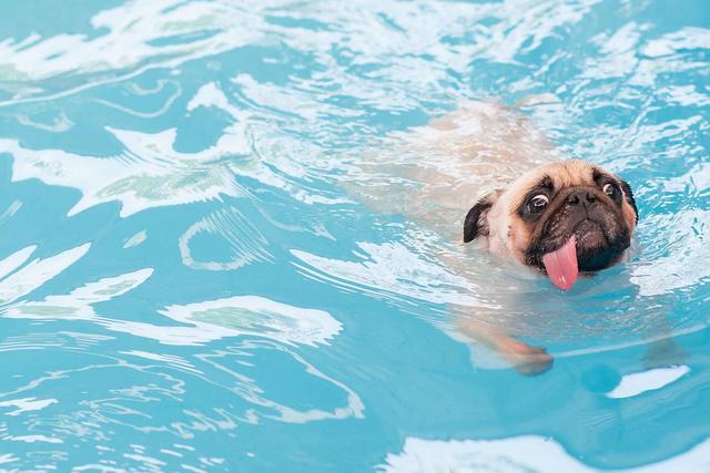 狗狗游泳的好处,狗狗游泳的好处与坏处,狗狗去大海游泳好吗？