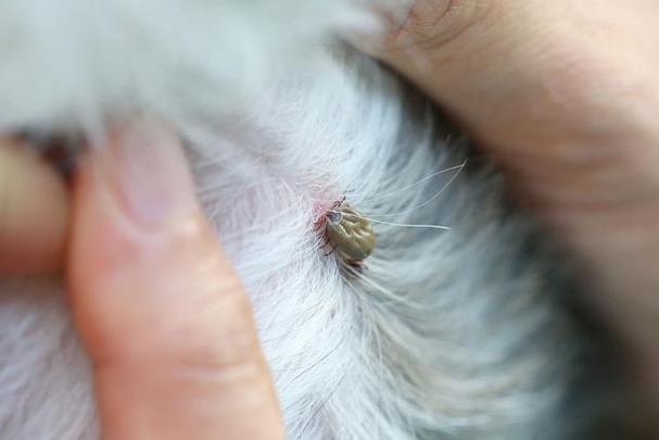 狗狗身上的虫子图片,狗狗身上的虫子图片大全,怎样去除狗身上的虫子？