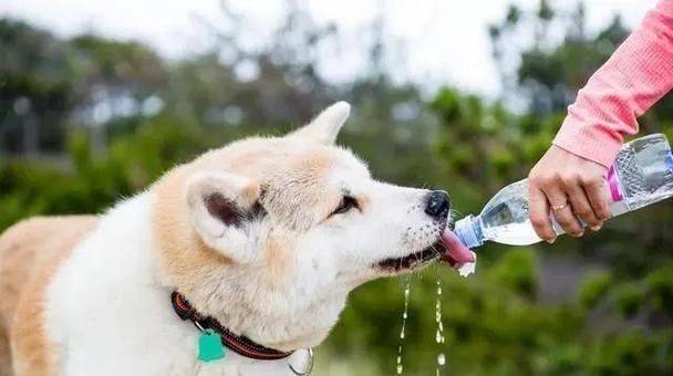 狗狗呕吐能喝水吗,狗狗呕吐能喝水吗怎么喂,狗狗喝点水都吐还可以给它喝水？狗狗喝点水都？