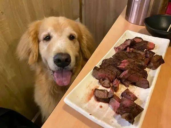 狗狗能吃牛排吗,狗狗能吃牛排吗蒸熟的,泰迪可以吃牛排吗？