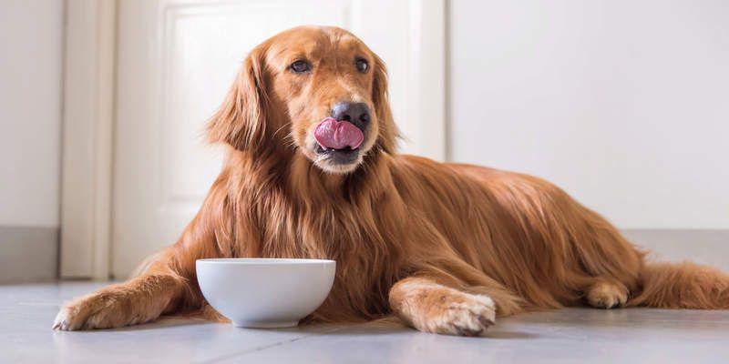 狗狗什么时候吃饭最好,狗狗一天吃两顿的最佳时间,知道吃饱了狗狗要几个月后才知道自己吃饱了不吃了？