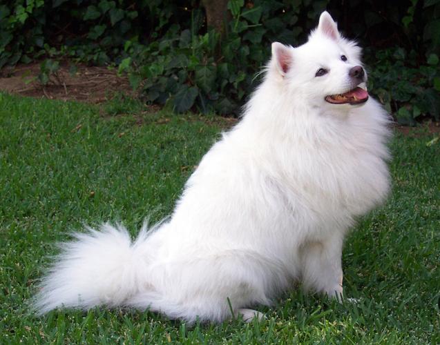 雪白的狗狗是什么品种,雪白的狗狗是什么品种的,什么品种的狗带白字？