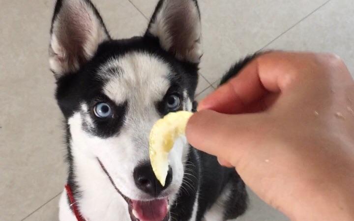 狗狗可以吃生姜吗,狗狗可以吃生姜吗?,哈士奇可以吃生姜吗？