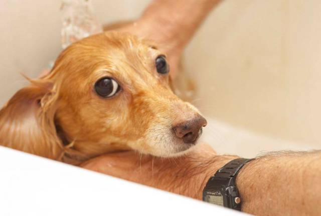 狗狗吃了香皂怎么办,狗狗吃了香皂怎么办呢,我家狗把肥皂吃进去了，怎么办，会有事吗？