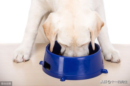 狗狗吃了香皂怎么办,狗狗吃了香皂怎么办呢,狗狗误食食品干燥剂怎么办？