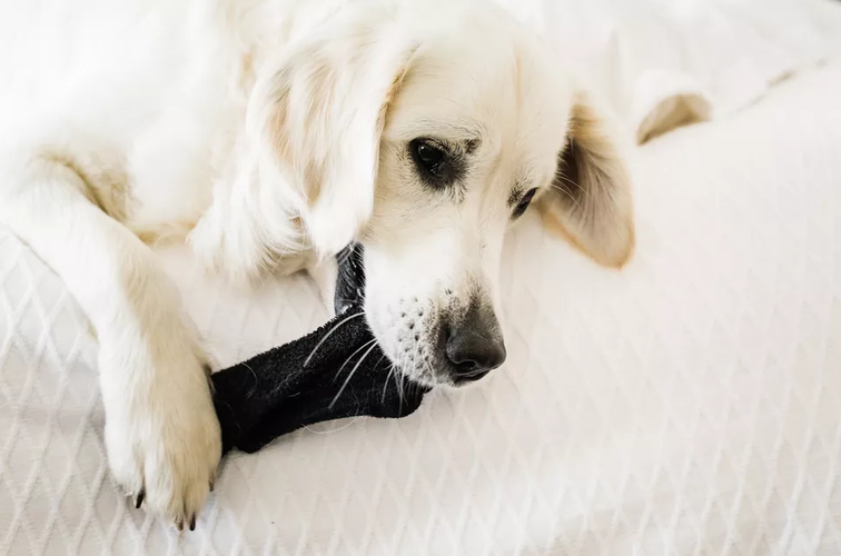 狗狗为什么喜欢叼袜子,狗狗为什么喜欢叼袜子回窝,狗狗怎么总吃袜子呢？