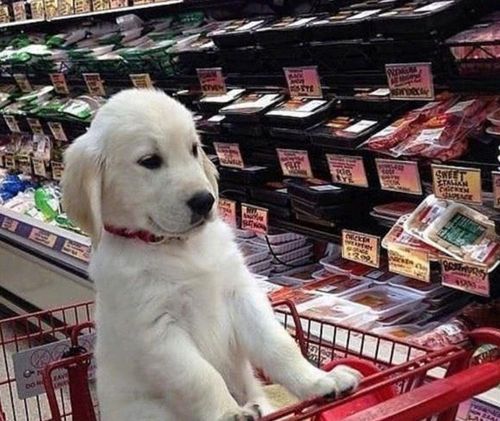 狗狗可以去超市吗,狗狗可以去超市吗现在,超市允许带宠物吗？