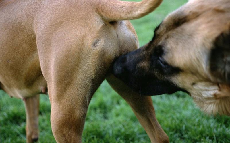 狗狗为什么互相闻屁股,狗狗为什么互相闻屁股,为什么狗狗见面都会相互相闻？