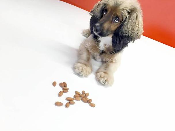 狗狗能吃杏仁吗,狗狗可以吃杏仁不,泰迪能喝杏仁露吗？