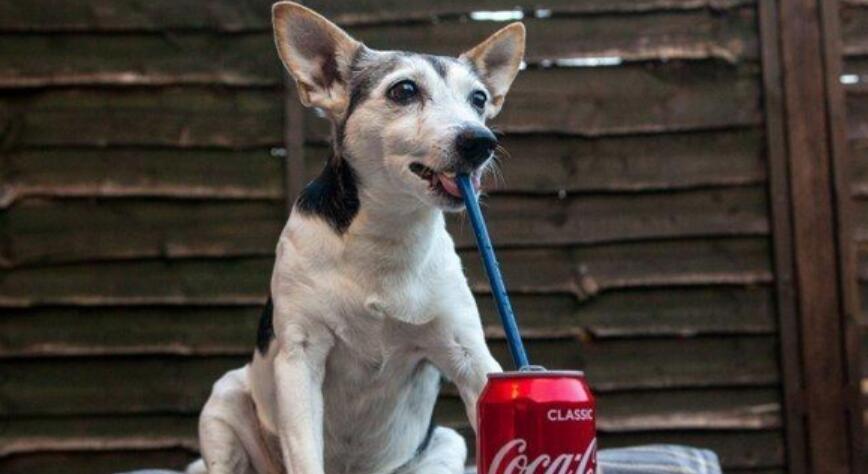 狗狗能喝可乐吗,狗狗能喝可乐吗,狗狗喝可乐的坏处,狗狗可以喝雪碧吗？